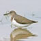 spotted sandpiper